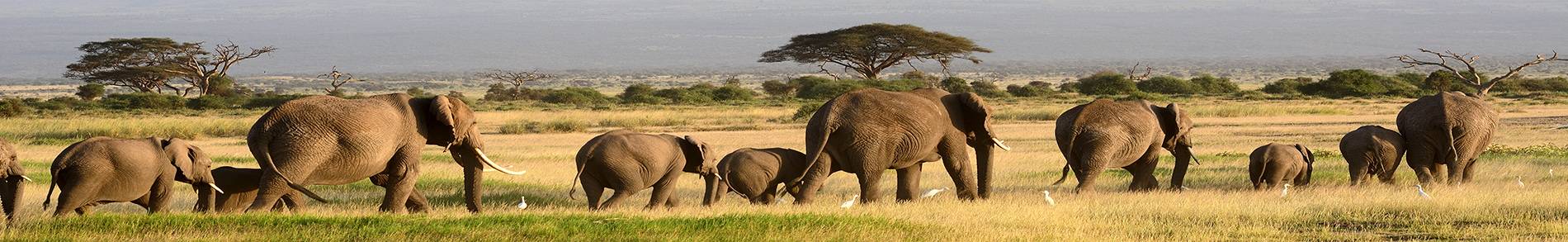 Familienferien Kenia, Safari, Badeferien, Ferien