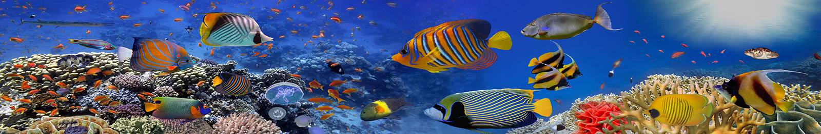 Marsa Alam Ferien, Fisch, Badeferien, Reisen