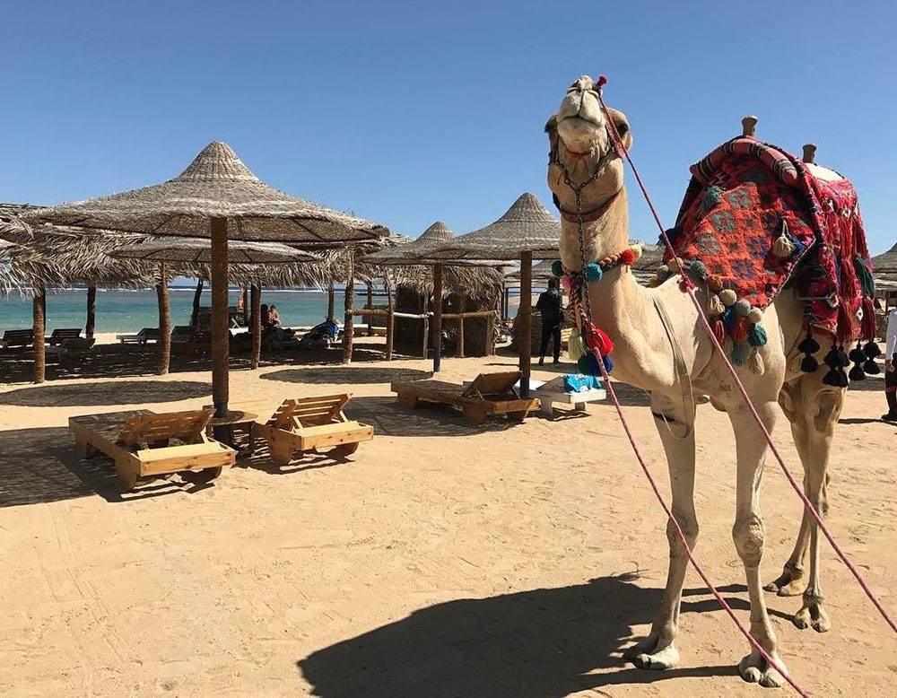 Camel mit farbigem Umhang auf dem Strand unter Strohhütten