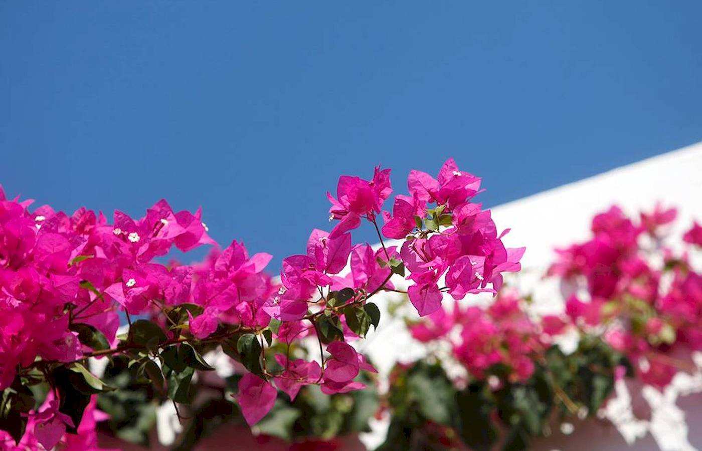 Rosa Blumen, die an einer weißen Wand wachsen, mit einem blauen Himmel im Hintergrund.