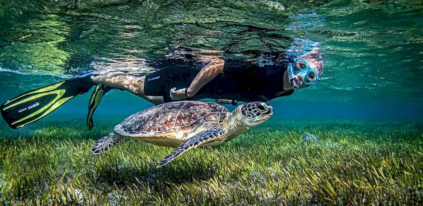 Taucher mit Schnorchel neben einer Schildkröte im kristallklaren Wasser