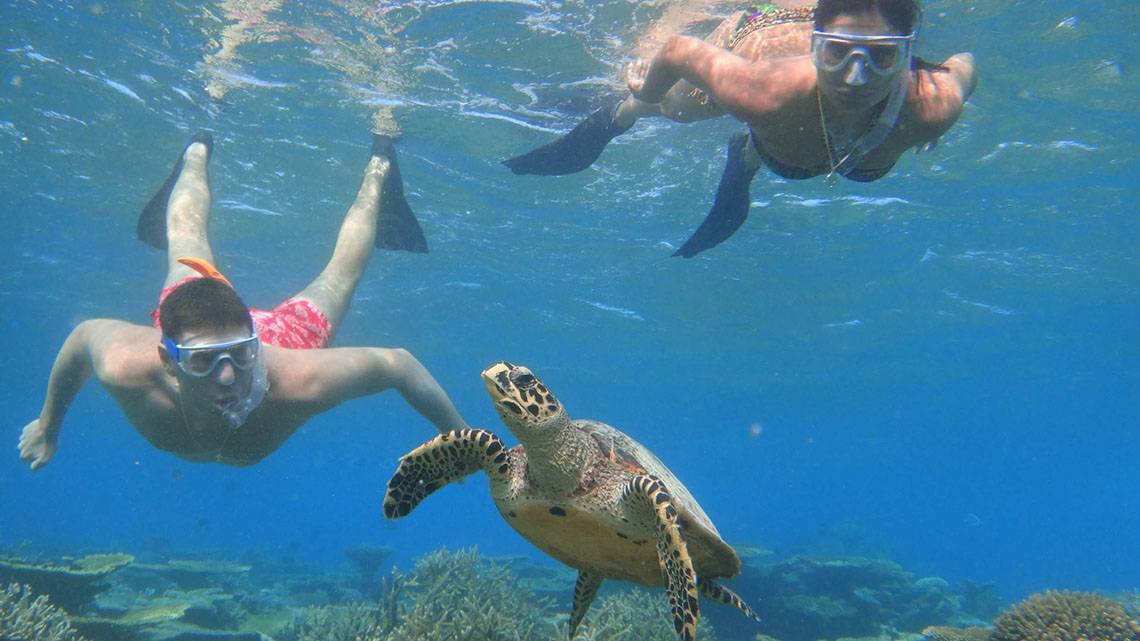 Zwei Männer schwimmen mit Schnorchel und Tauchflossen im Meer neben einer Meeresschildkröte.