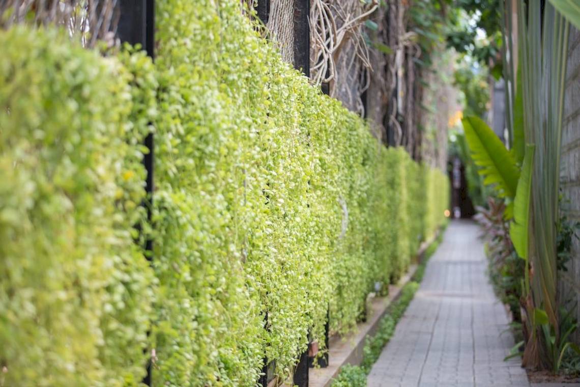 Grüne Hecke neben einem Gehweg im Pavilion Samui Villas & Resort