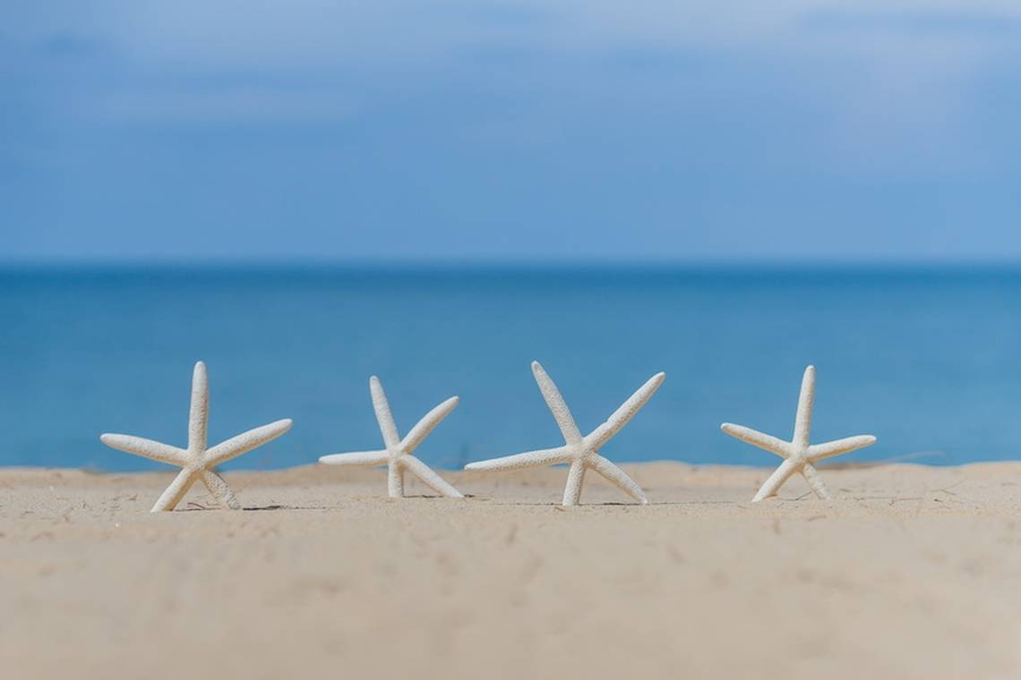 Vier Seesterne auf dem Sandstrand mit dem Meer im Hintergrund