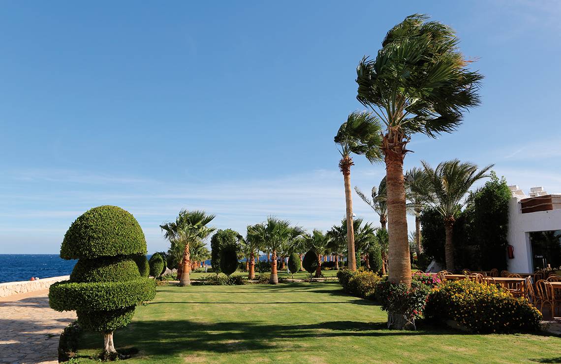 Garten des Sharm Club Beach Resorts mit Palmen und Blick auf das Meer.