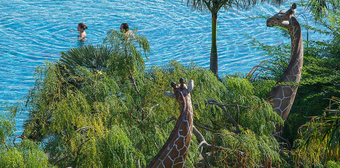 Lopesan Baobab Resort, Las Palmas, Pool