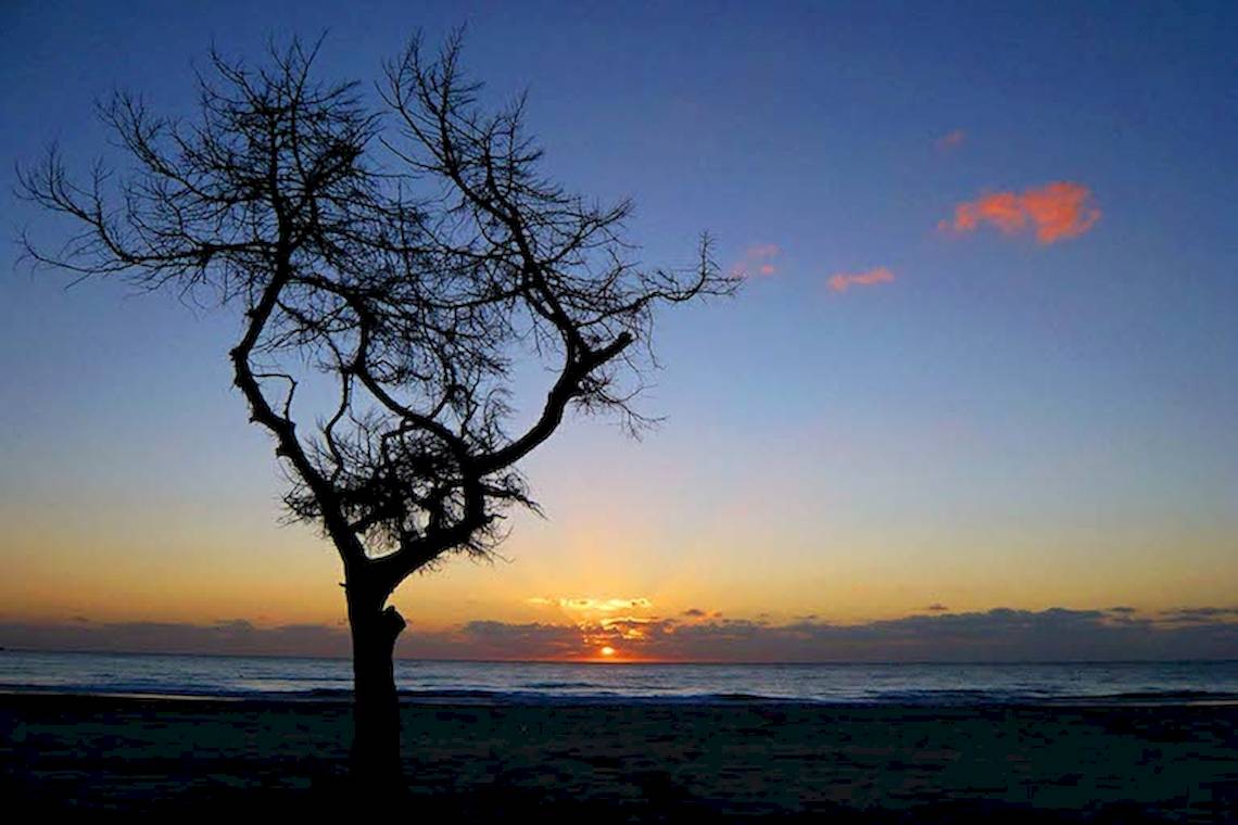 Sonnenuntergang am Strand mit einem einzelnen Baum im Vordergrund.