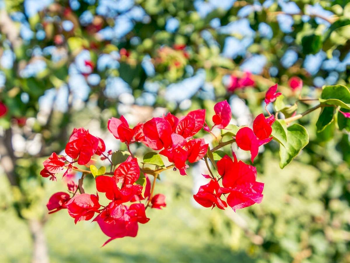 Rote Blumen im Garten mit grünen Blättern und blauem Himmel im Hintergrund.