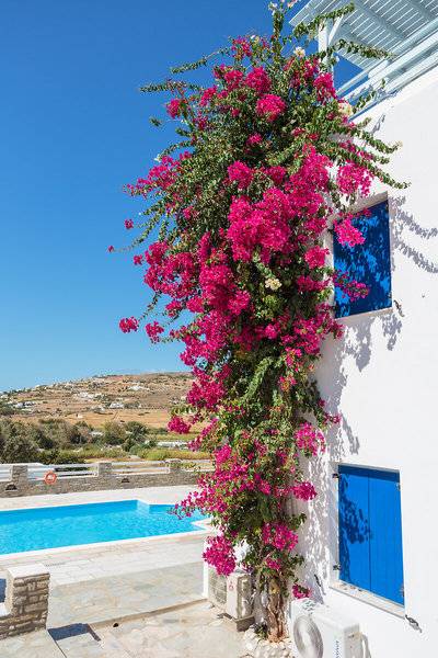 Der Poolbereich des Pyrgaki Hotels mit einer blühenden rosa Blume an der Wand.