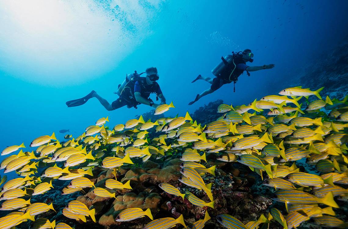 Zwei Taucher erkunden das Meer mit einer großen Schule gelber Fische.