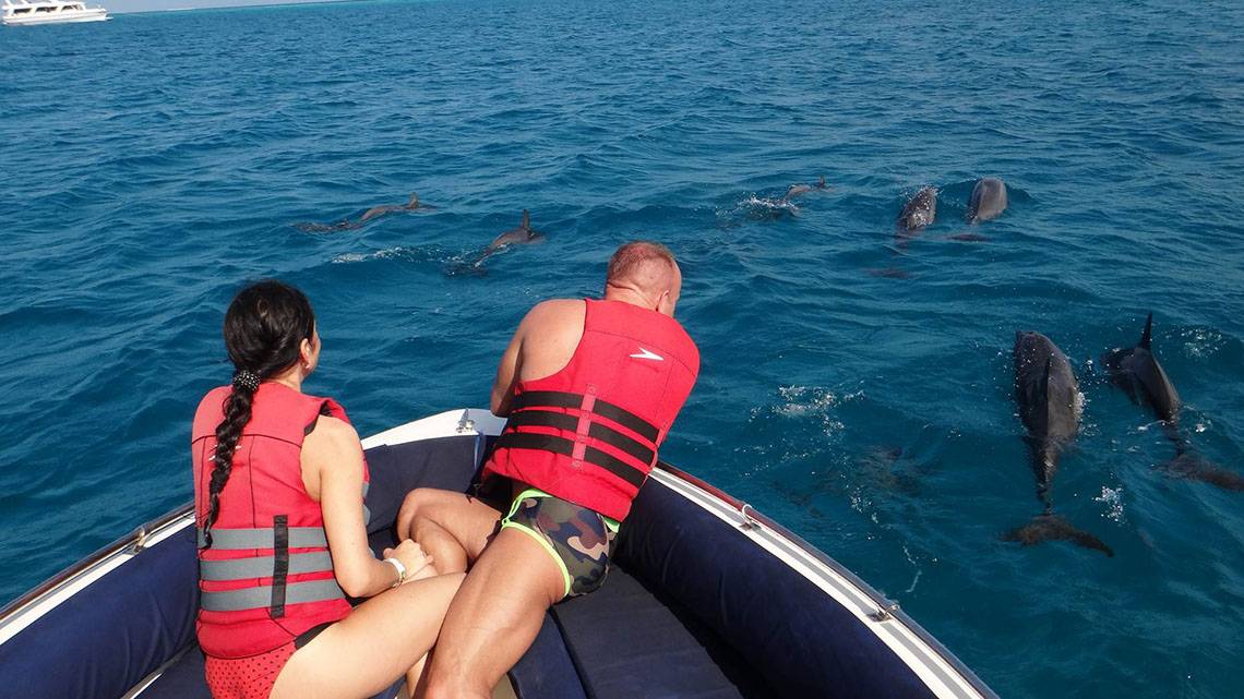 Zwei Personen in Rettungswesten beobachten Delphine, die in einem Boot vor einer Insel im Ozean schwimmen.
