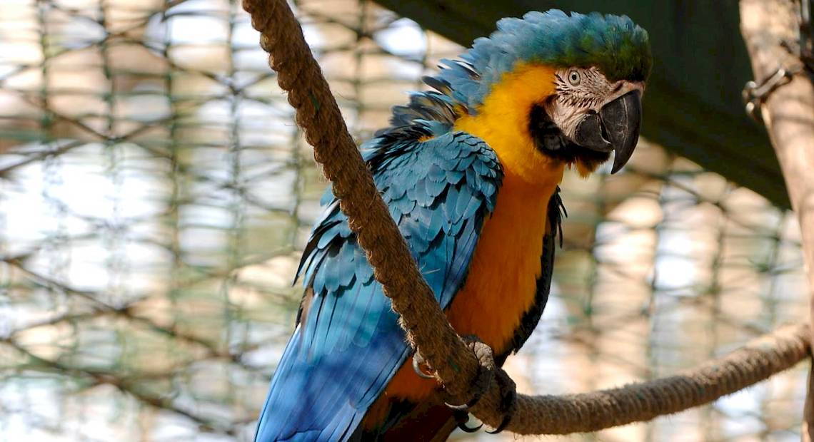 Ein blau und gelb gefiederter Ara sitzt auf einem Zweig in einem Zoo.