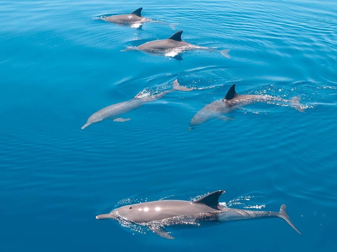 Fünf Delfine schwimmen in einer Reihe im blauen Meer.