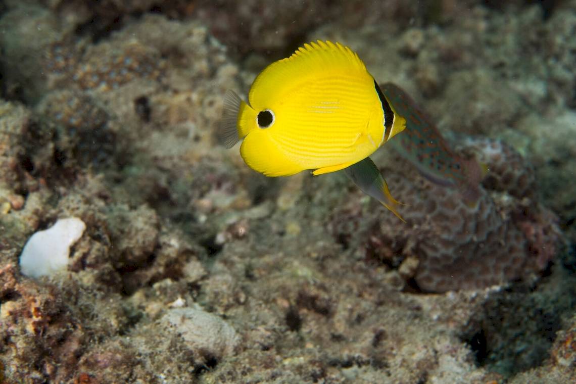 Ein gelber Fisch schwimmt in der Nähe von Korallenriffen.