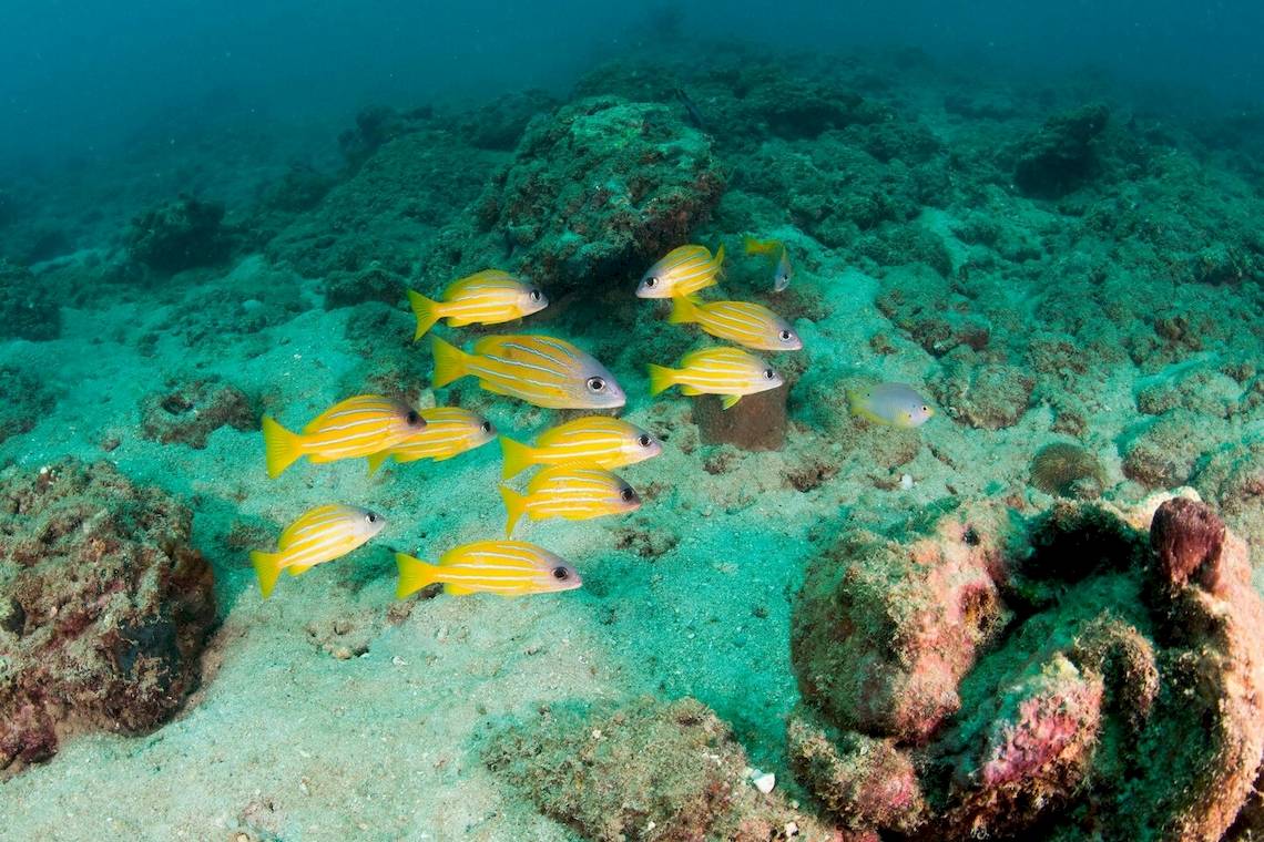 Gruppe gelber Fische im Ozean