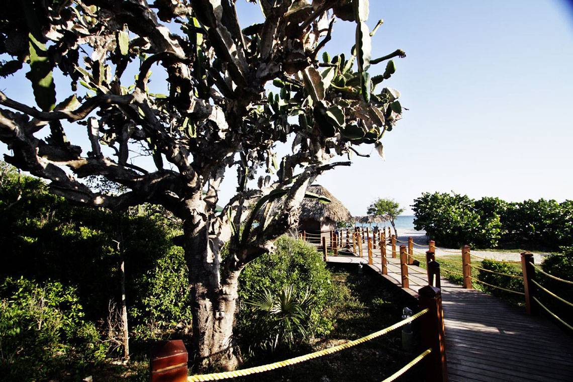 Gartenweg zum Strand im Valentin Varadero El Patriarca Hotel mit einer großen Kaktuspflanze