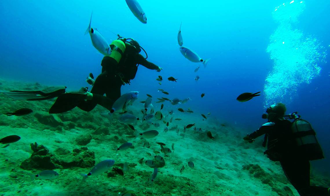 Zwei Taucher im Meer umgeben von einer Vielzahl von Fischen.