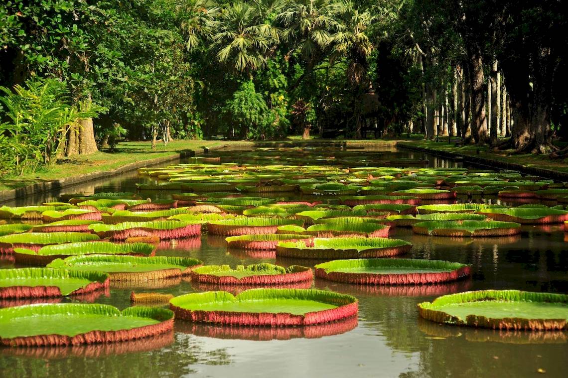 Viele große Seerosen in einem ruhigen Gartenteich.