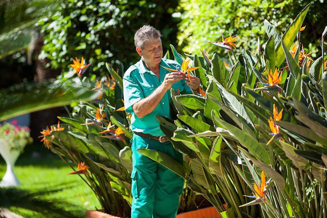 Alter Mann im Garten der Botaniker, der Blumen pflückt