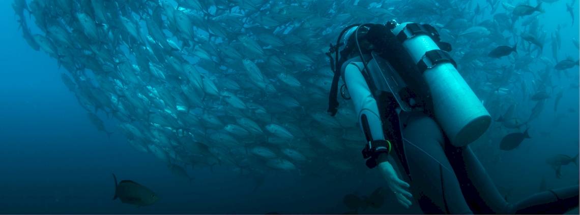 Ein Taucher im Meer, umgeben von einem großen Schwarm von Fischen.