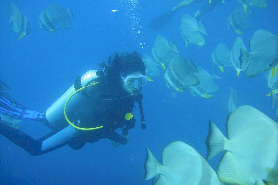 Ein Taucher in Tauchausrüstung schwimmt inmitten einer Schule von Fischen.