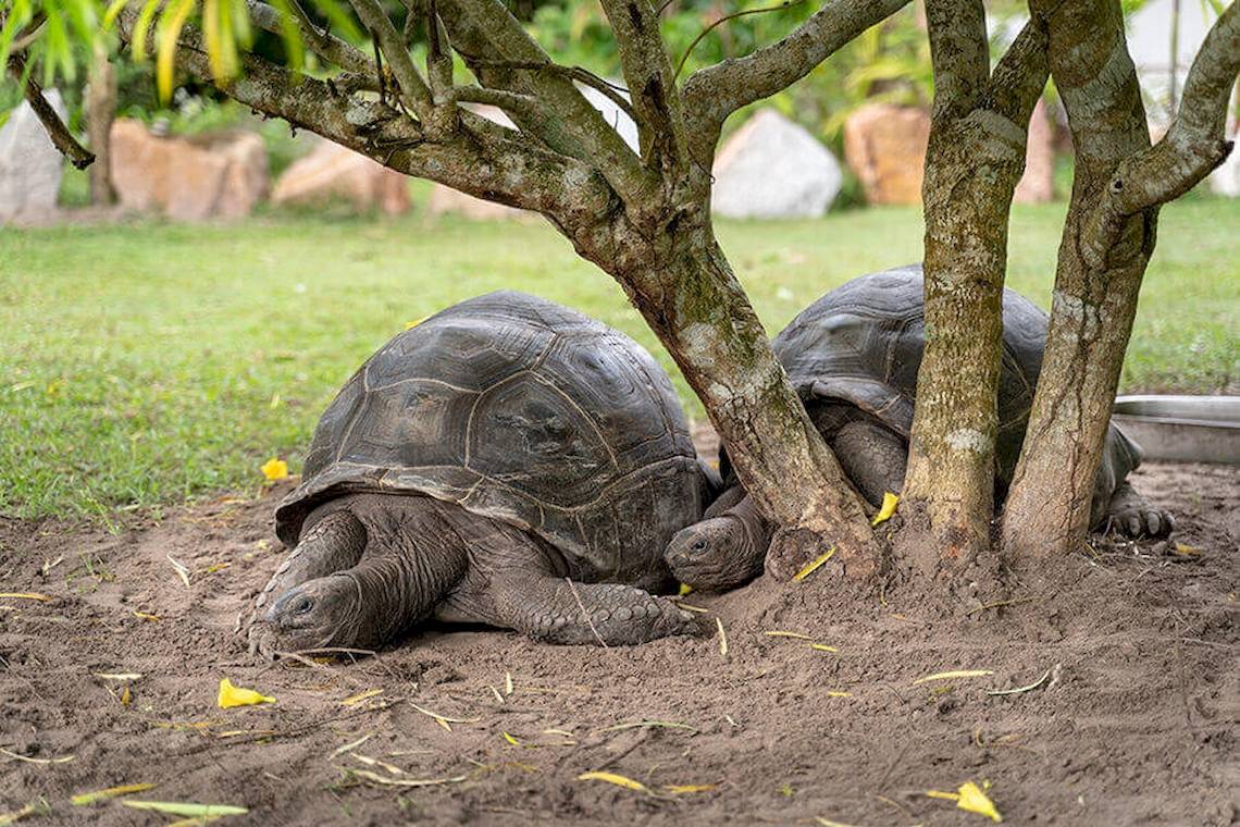 Zwei riesige Schildkröten liegen unter einem Baum im Bliss Hotel Praslin.