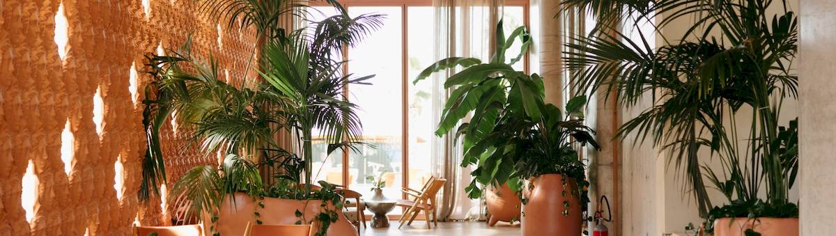 Ein Korridor im Epidamn White Sensation Hotel mit großen Palmen in Töpfen.