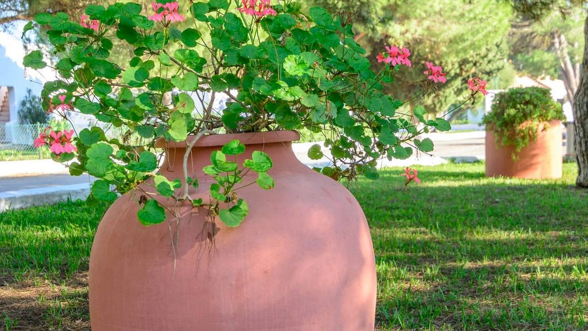 Große Terrakotta-Vase mit pinken Blumen auf einem Rasen neben einem Hotel.