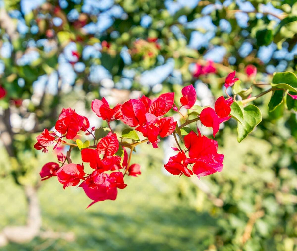 Rote Blumen im Garten mit grünen Blättern und blauem Himmel im Hintergrund.