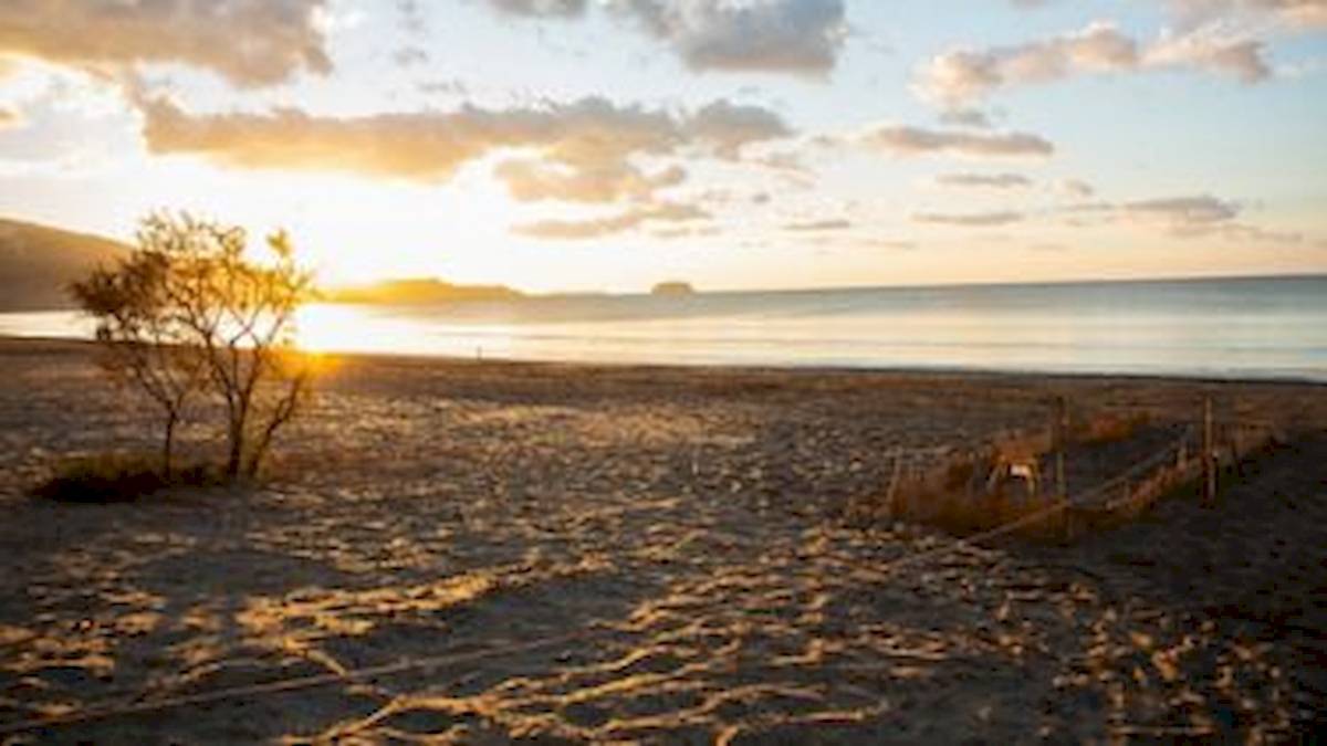 Sonnenuntergang am Strand mit Baum und Sand