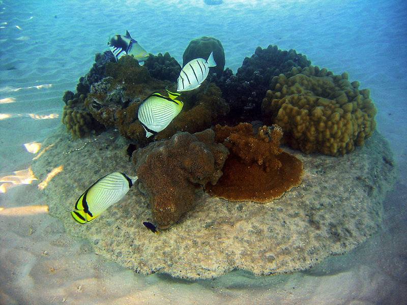 Unterwasseraufnahme von verschiedenen bunten Fischen und Korallenriffen.