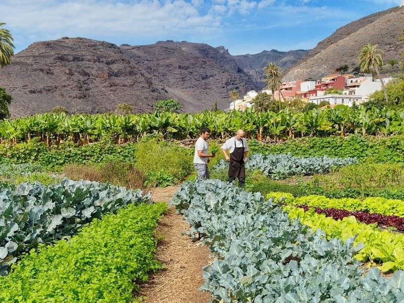 Zwei Männer im Gemüsegarten des Jardin Tecina Hotels, umgeben von verschiedenen Pflanzen und Bananenstauden.