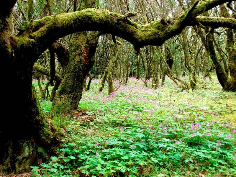 Dichter Wald mit Blumen und moosbewachsenen Bäumen