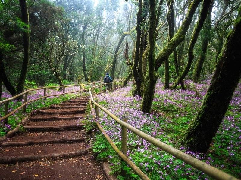 Wanderweg im Regenwald mit Blumen und Holzzaun, eine Person mit Rucksack geht den Weg entlang.
