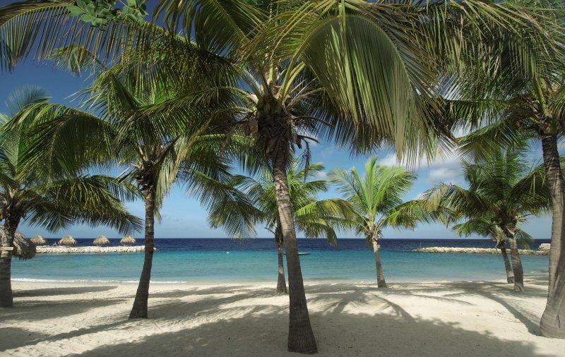 Strand mit Palmen und Meer im Hintergrund am Blue Bay Curacao Golf & Beach Resort