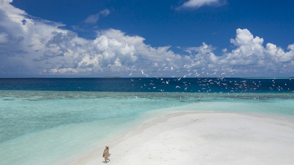 Tropischer Strand mit kristallklarem Wasser, weißen Vögeln und einer Person am Ufer, Royal Island Resort & Spa