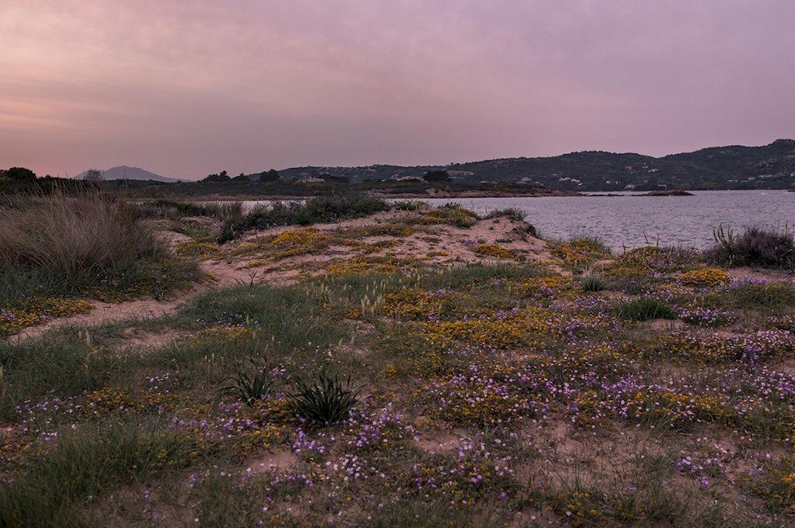 Eine Blumenwiese vor dem Hotel Ollastu Resort bei Abendstimmung.