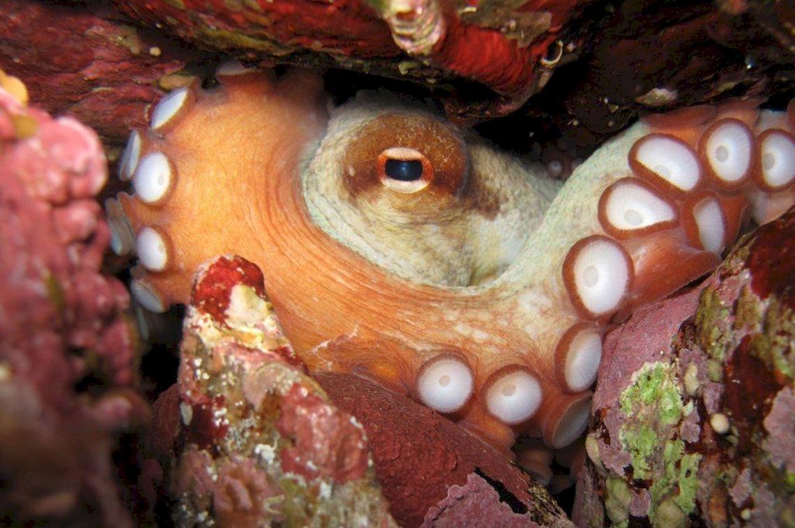 Ein Oktopus versteckt sich in einem Felsunterschlupf, sein Körper ist orange mit weißen Saugnäpfen.