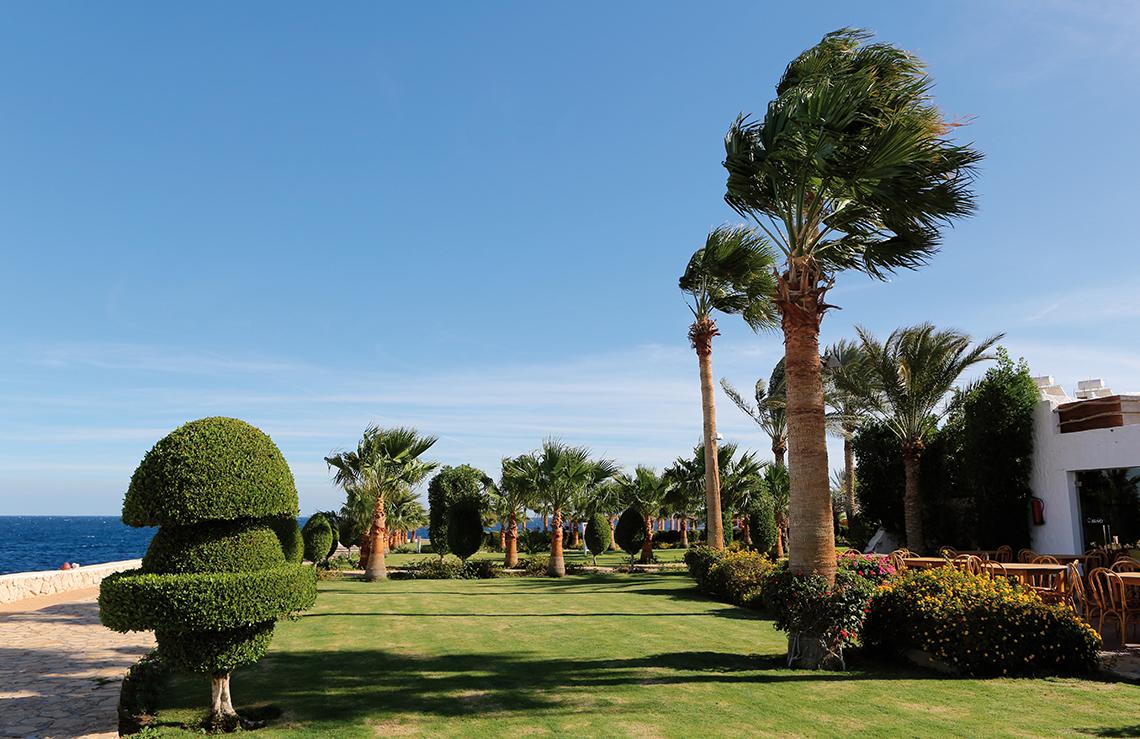 Garten des Sharm Club Beach Resorts mit Palmen und Blick auf das Meer.