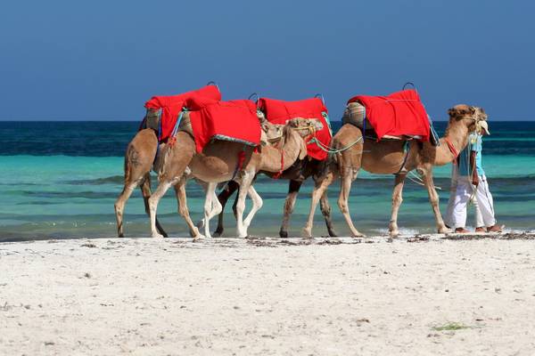 Tunesien, Djerba, Kamele, Badeferien, Ferien