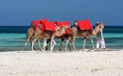 Tunesien, Djerba, Kamele, Badeferien, Ferien