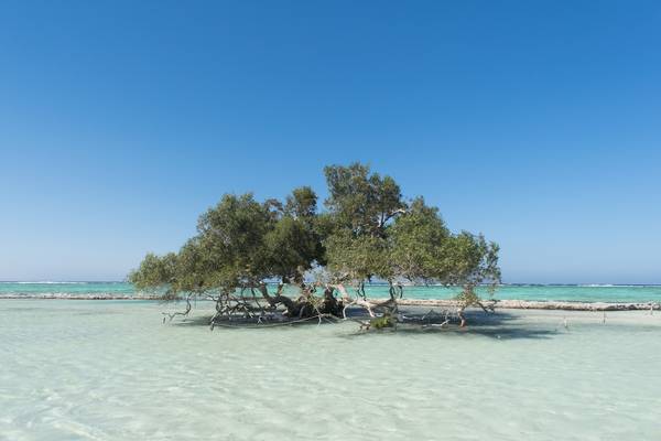 Sehenswürdigkeiten in Ägypten - Der Wadi El Gemal Nationalpark