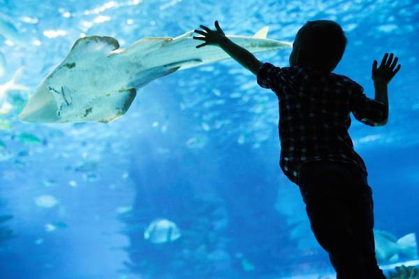 Sehenswürdigkeiten Hurghada - Das Hurghada Grand Aquarium