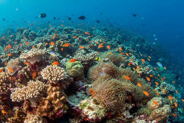 Korallenriff auf Kreta