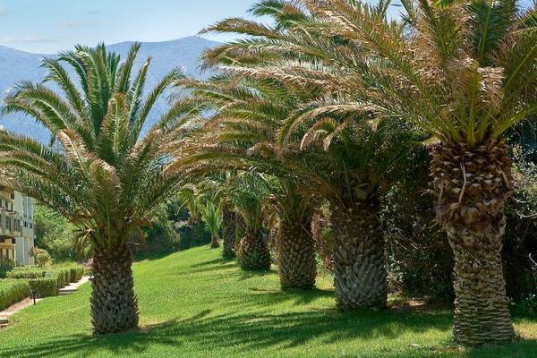 Grecotel Meli Palace Hotel vorne Palmen und Gebäude