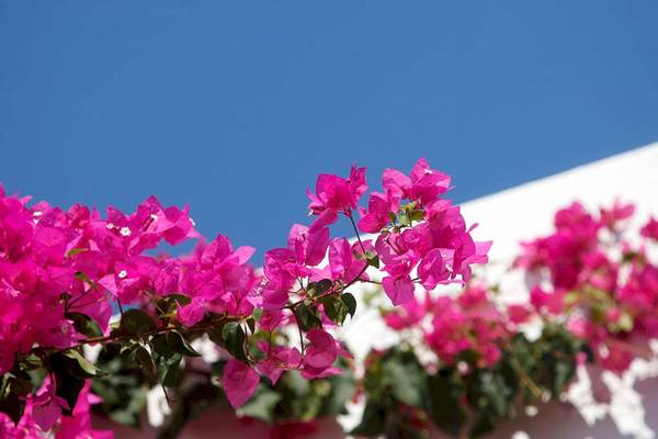 Rosa Blumen, die an einer weißen Wand wachsen, mit einem blauen Himmel im Hintergrund.