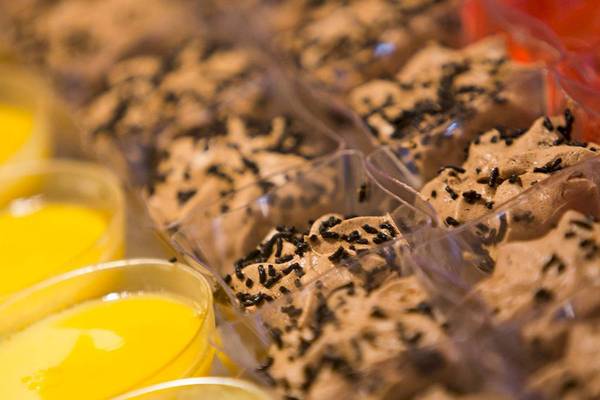 Nahaufnahme von Desserts mit Schokoladenstreuseln in klaren Bechern im Chrissi Amoudia Hotel