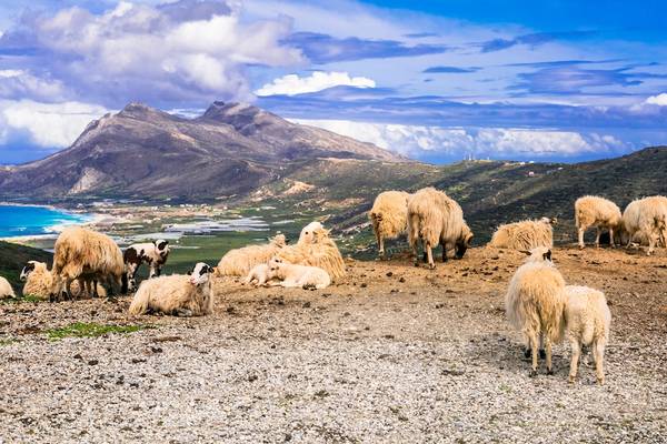 Schafe auf einem Bauernhof auf Kreta