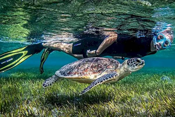 Taucher mit Schnorchel neben einer Schildkröte im kristallklaren Wasser