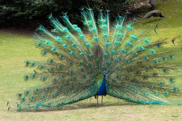 Ein Pfau in der Natur